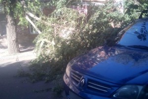 В центре Астрахани на иномарку упало дерево