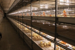 ОАО &quot;Астраханский продукт&quot; будет производить 700 тонн мяса птицы в год