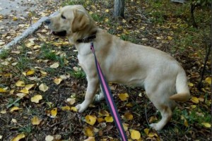 Астраханская собака-спасатель признана лучшей в ЮФО