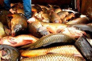 В Астрахани на главном рынке города изъяли около 15 кг рыбы сомнительного качества