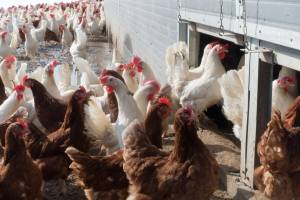 Эмираты ограничили ввоз мяса птицы из Астраханской области