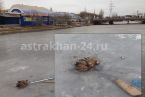 Очевидцы сообщили об орле, вмёрзшем в лёд в районе Больших Исад в Астрахани