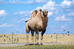 Астраханский верблюд обретет дом в Ишиме