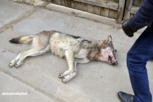 Житель астраханского села застрелил в своём дворе волка