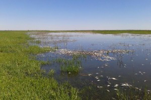 Перенос срока паводка из-за мошки нанесёт урон экосистеме Астраханской области
