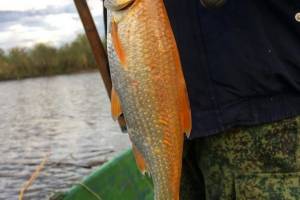 В Астраханской области поймали золотую рыбку