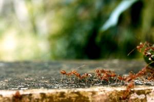 Тля и муравьи скооперировались против астраханских дачников