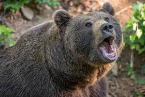 «Медведи ещё как по улицам ходят»: топ самых обсуждаемых астраханских новостей