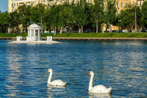 В Астрахани на Лебедином озере погибла одна из птиц
