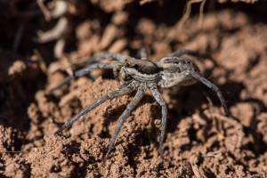 До каких размеров вырастают ядовитые пауки на юге России