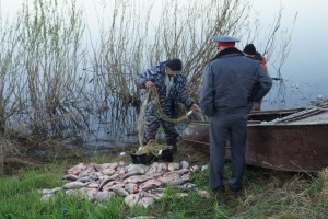 В Астраханской области четверо местных жителей задержаны по подозрению в браконьерстве