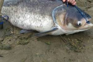В центре Астрахани в канале поймали огромную рыбу