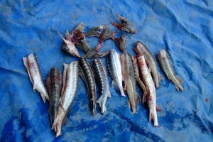 В Астраханской области у браконьеров изъяли почти 100 кг осетров и белуги