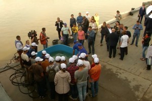 Депутаты из ХМАО и Коми выпустили в Волгу выращенную в Астраханской области стерлядь