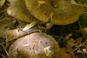 Астраханский грибной сезон выбился из традиционного сценария