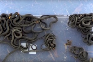 Зачем питерские блогеры приехали в Астраханскую область собирать змей