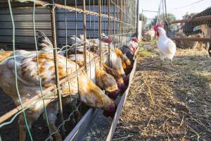 Что происходит на астраханской птицефабрике, где свирепствовал птичий грипп