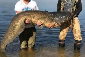 В Астраханской области рыбаки выловили гигантского сома