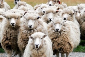 В Астраханской области задержан  автомобиль, в котором перевозились овцы без ветеринарного свидетельства
