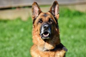 Жестокое убийство астраханки помогла раскрыть собака