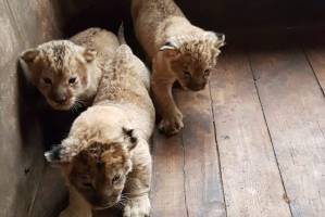 В Сети появились фото новорожденных астраханских львят
