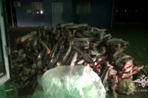 В Астраханской области задержали жителя Дагестана, перевозившего около двух тонн осетра