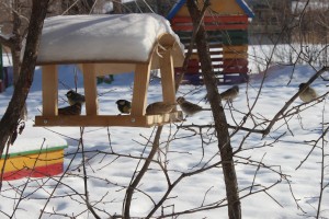 Астраханцев просят позаботиться о птицах зимой