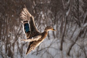 В Астраханской области завершается сезон охоты
