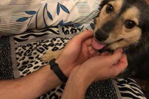 Бездомная собачка из Астрахани уехала жить в Америку