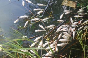 Эксперты обеспокоены: в Астраханской области массово гибнет рыба