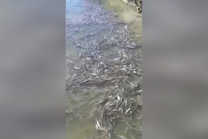 Астраханские рыбаки сняли на видео «поле» из живой воблы