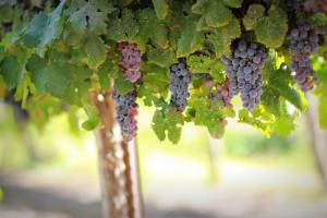 Какой виноград посадить на даче — разбираемся в сортах