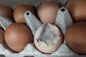 В астраханском супермаркете продают тухлые яйца с плесенью