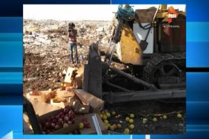 В Астраханской области уничтожили почти 20 тонн польских яблок