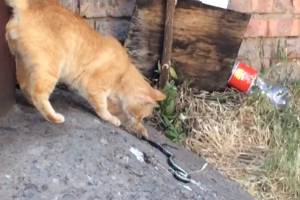 В Астрахани змея перепугала жителей многоэтажки. Бой принял кот