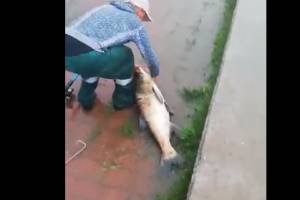 Огромную рыбину поймали в Астрахани под проливным дождем