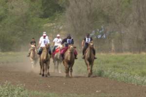 Астраханские жокеи стали лучшими на соревнованиях по верблюжьим бегам