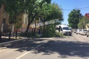 В центре Астрахани дерево свалилось на проезжую часть