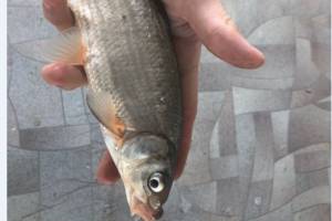 В Астраханской области рыбак поймал нечто, что вызвало жаркие споры