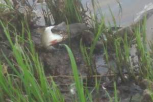 Пугающая змея нагло отобрала улов у рыбака в Астраханской области