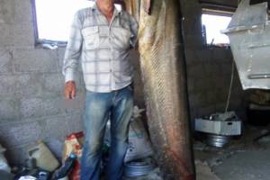 Двухметрового сома поймал рыбак в Астраханской области