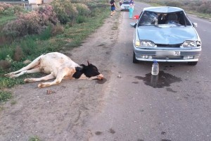 Ночью в Камызякском районе произошло очередное ДТП из-за коровы