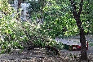 В Астрахани снова упало дерево
