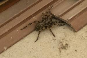 Астраханцы подверглись нашествию гигантских ядовитых пауков