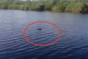 Астраханцев напугали крокодилом в реке