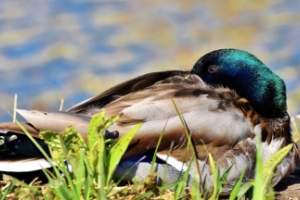 Астраханские нефтяники спасли пострадавших от нефти птиц