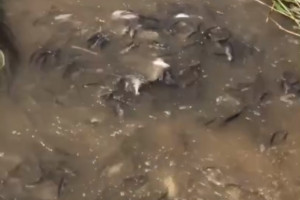 Росрыболовство: нерест рыбы на Волге в Астраханской области будет катастрофичным