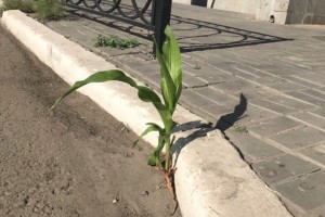 В центре Астрахани сквозь асфальт проросла кукуруза