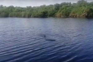 Астраханцы испытали ужас от новости о поселившемся в реке крокодиле