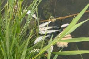 В Астрахани на реке Кутум замечена мертвая рыба